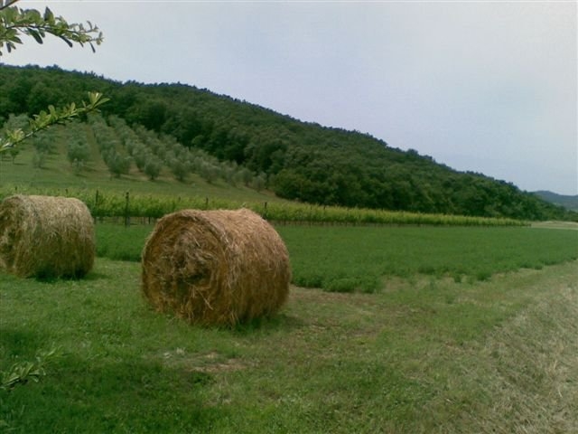  The Farm 